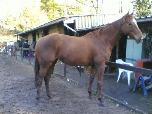 Tracing Horses