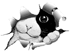  photo gato-imagen-animada-0368_zpsrkpiyixm.gif