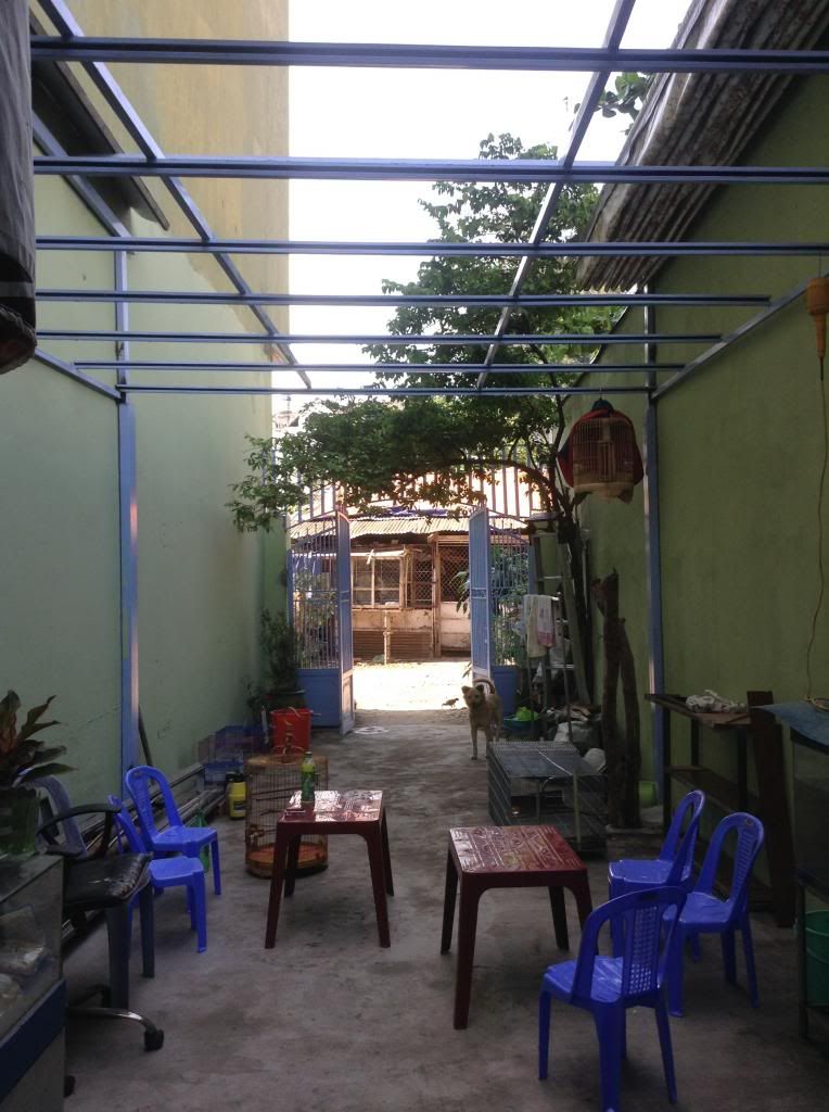 Bình thạnh hội quán chim cảnh song yến mini ra mắt toàn thể ae - 11