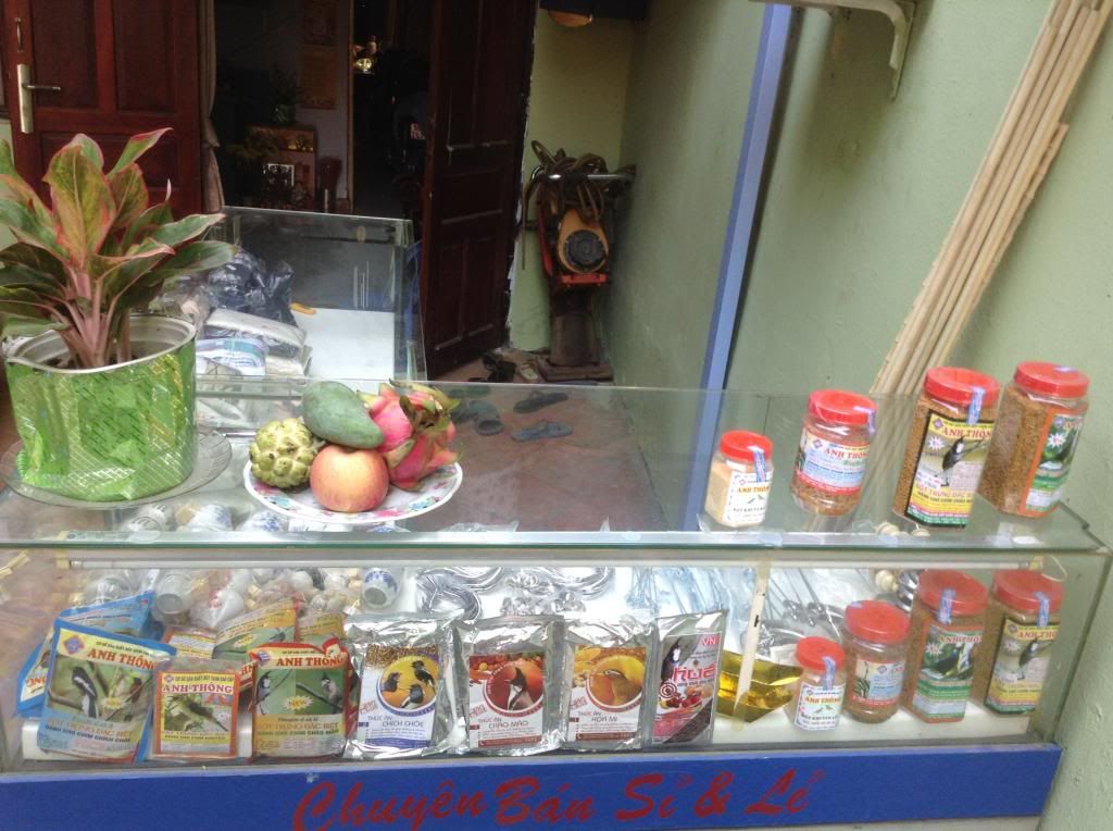 Bình thạnh hội quán chim cảnh song yến mini ra mắt toàn thể ae - 13