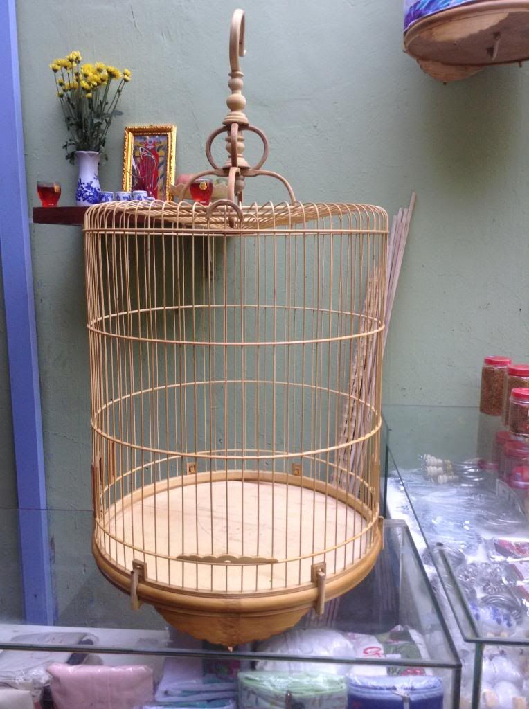 Bình thạnh hội quán chim cảnh song yến mini ra mắt toàn thể ae - 15