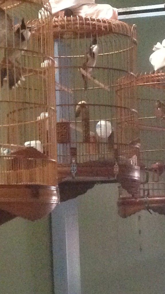 Chào mào bình định họng bò chim thi giá bán nhanh.