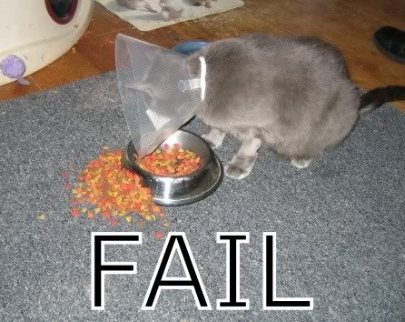 Cat_fail_Fail-s446x354-10288-580.jpg