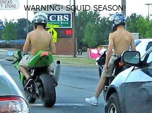 squids-500-squidzx10wtmk.jpg