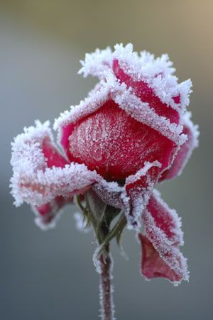 rose in winter photo: Winter-Rose Winter-Roses300x451.jpg