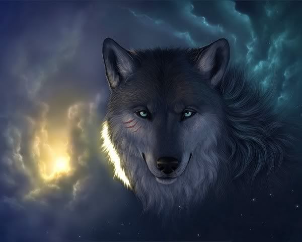 wolf.jpg Wolf