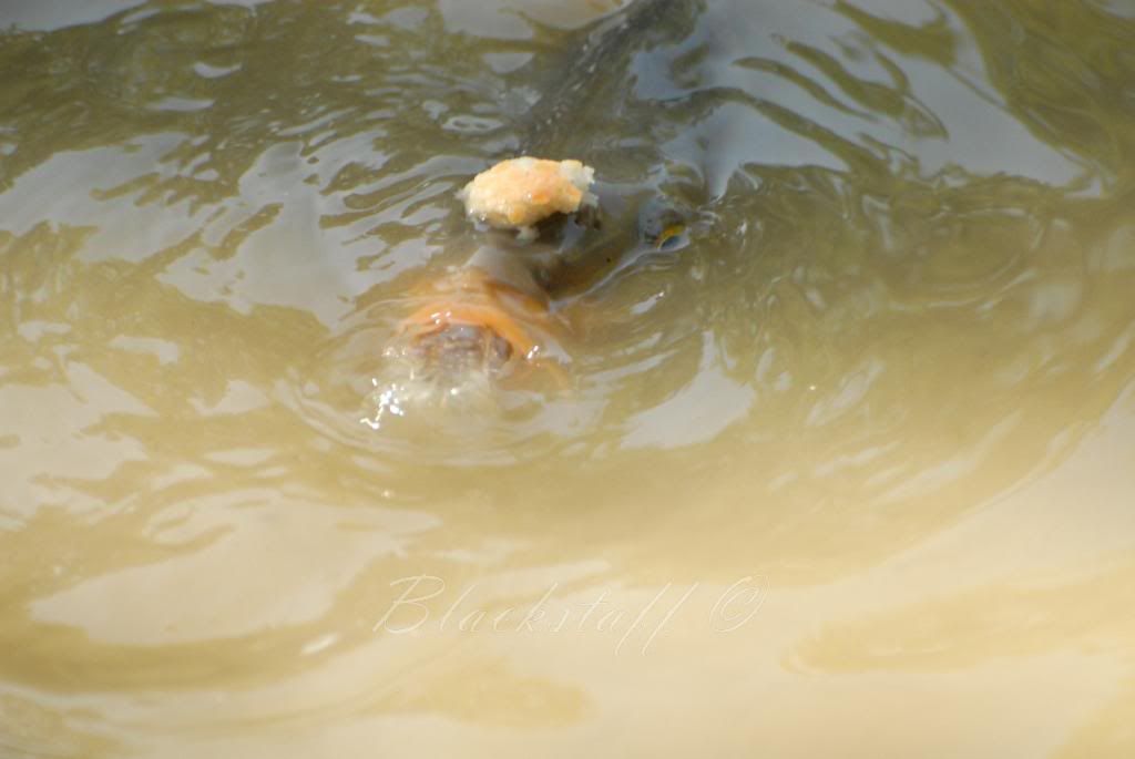 DSC_0047.jpg