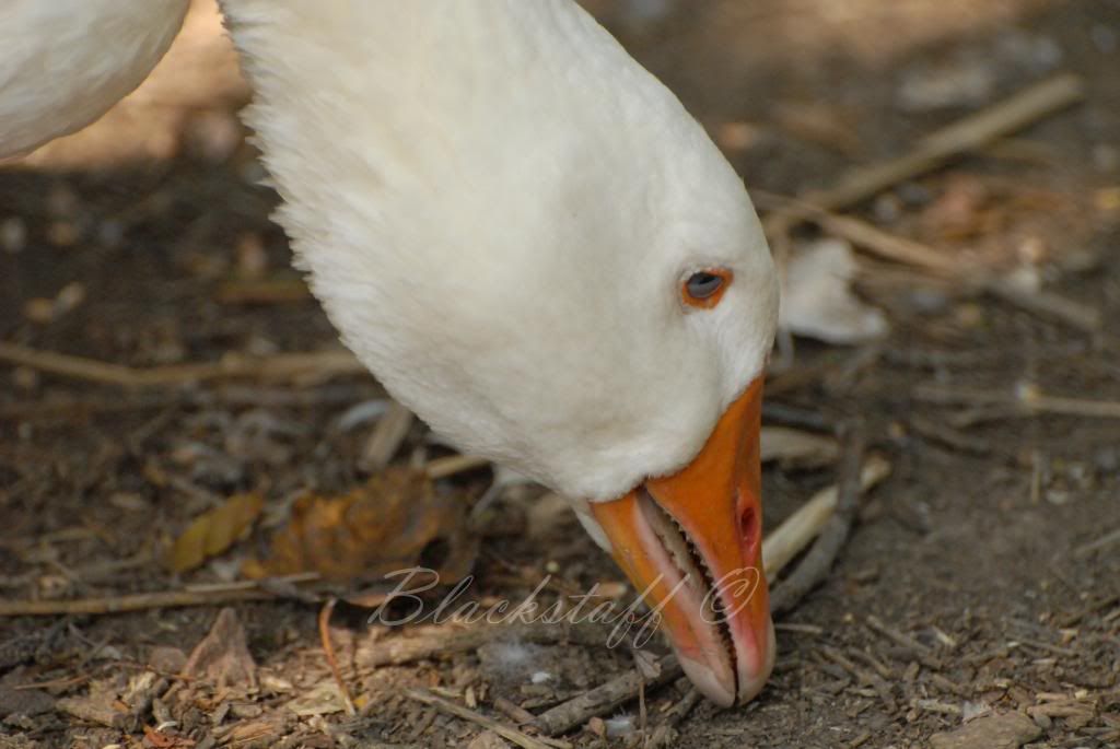 DSC_0114.jpg