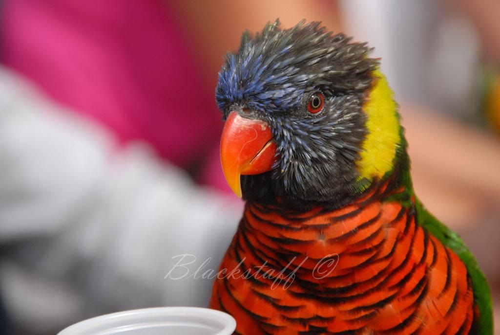 DSC_0207.jpg