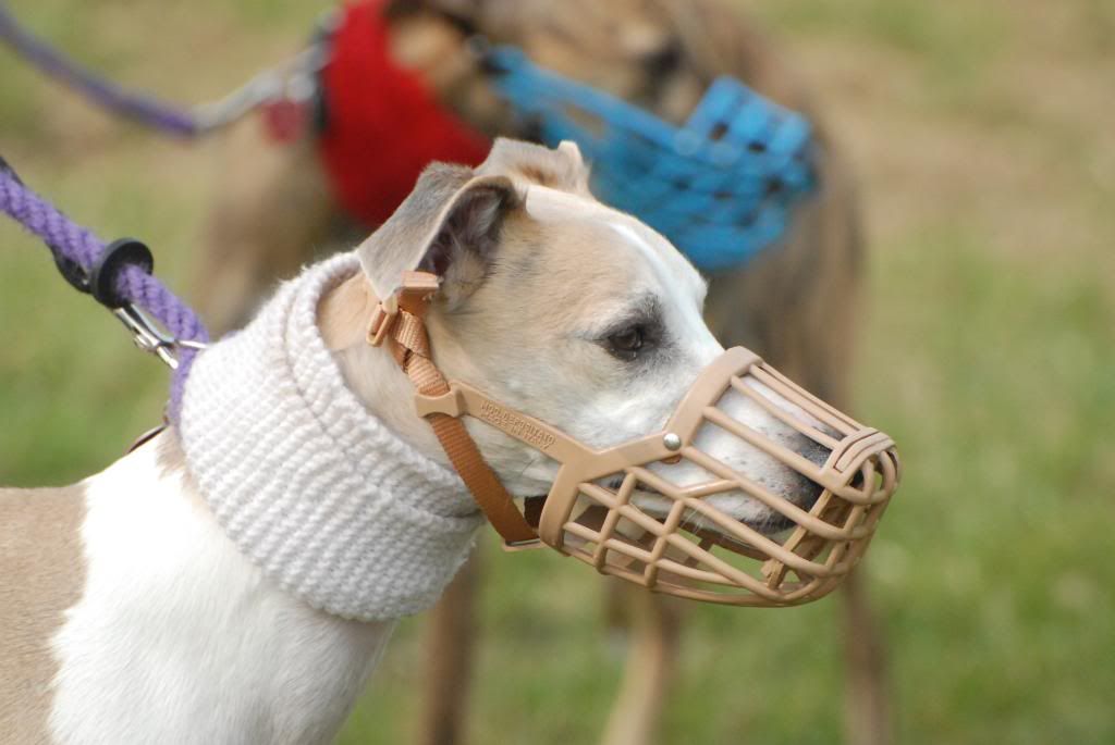 KentGameFair001.jpg