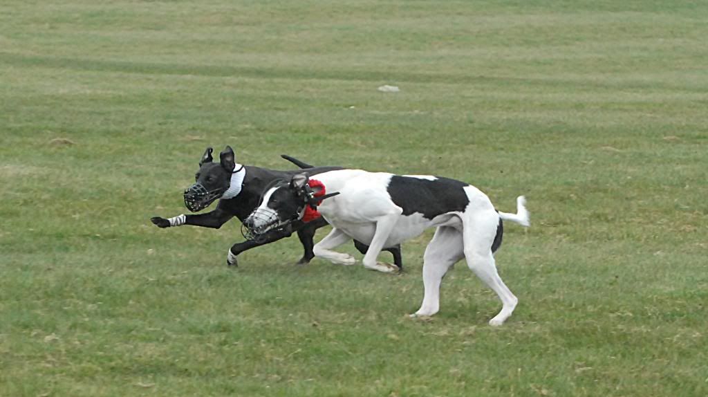 KentGameFair142.jpg