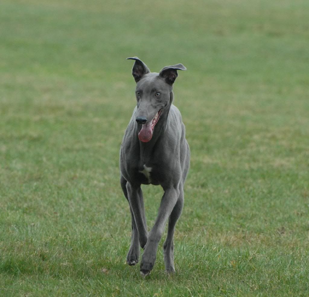 KentGameFair274.jpg