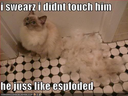 funny-pictures-one-of-your-cats-just-exploded.jpg