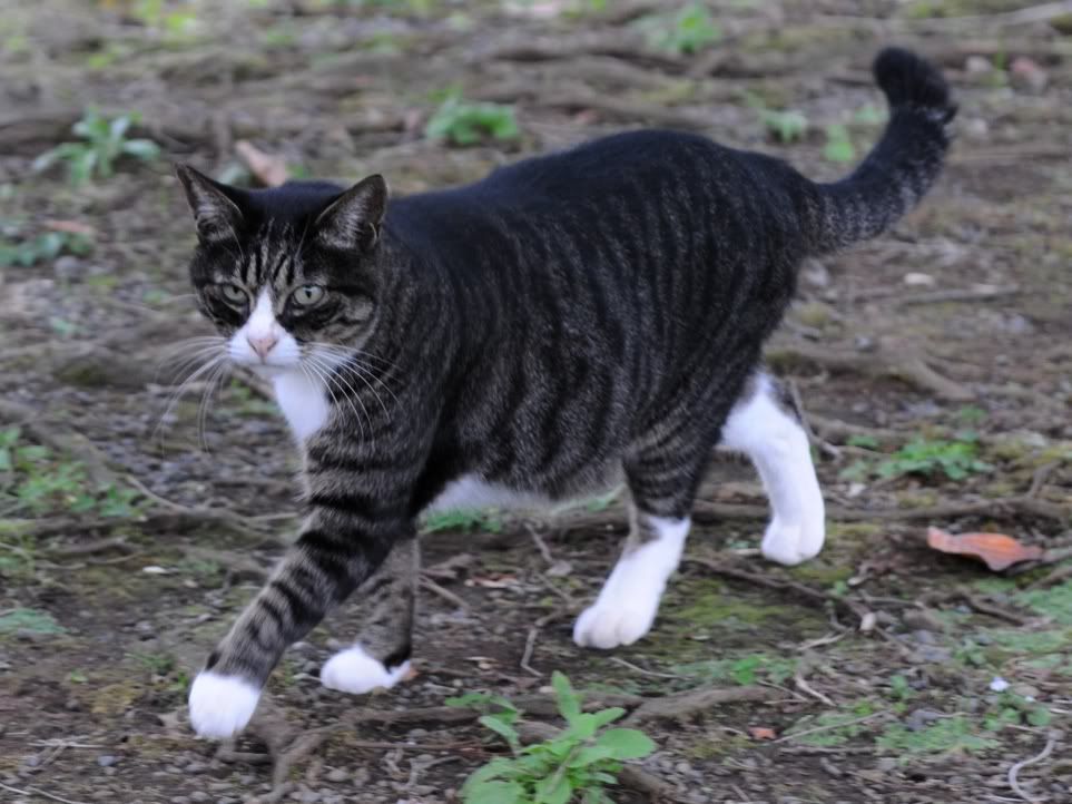 pale tabby cat