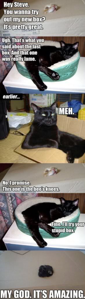 funny-cats-cardboard-box-head.jpg