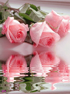 pink love photo: pink Roses 87511c24e0afe09e950ec69c0e9814f9.gif