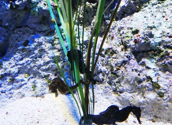 The Black Seahorse(s) photo 07_zps33d812a3.jpg