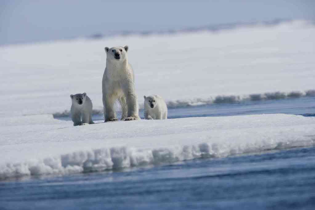 Animales