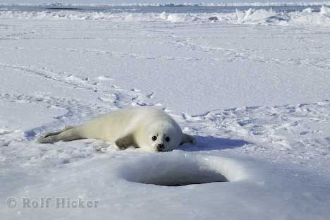 Animales