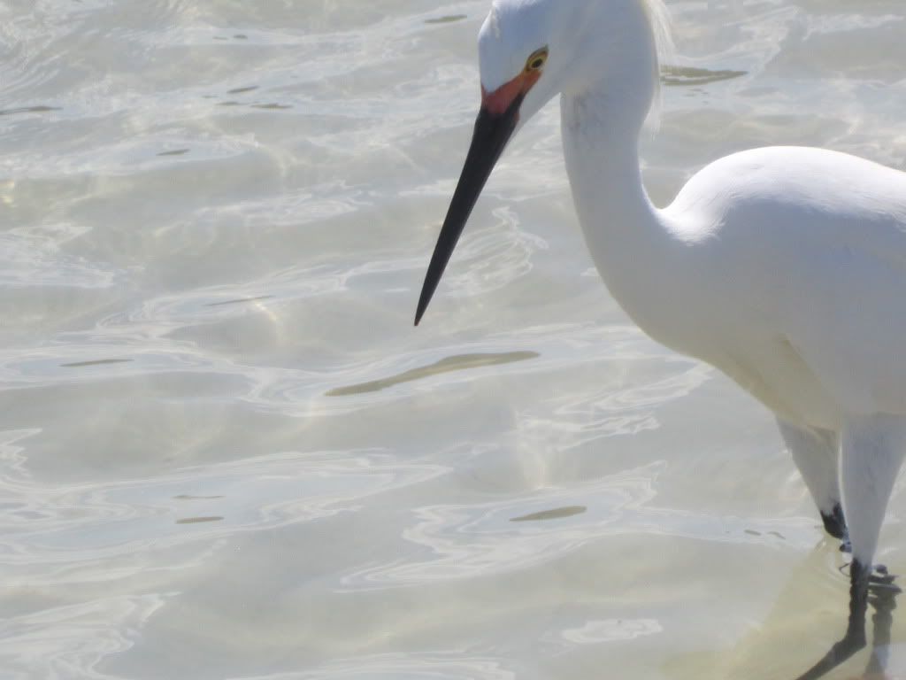 clearwater beach fl, clearwater beach fl