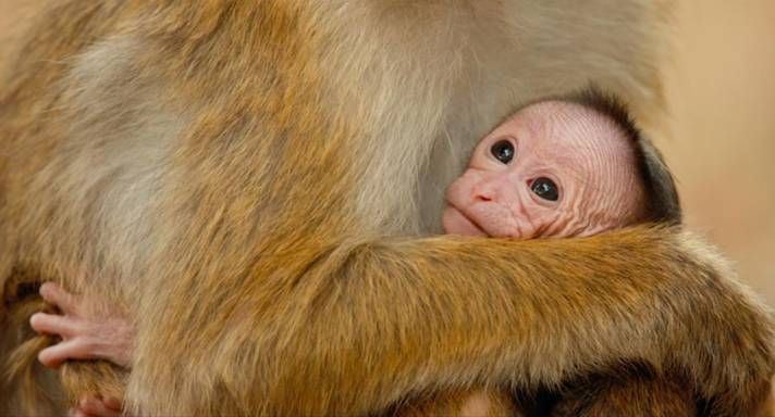 #MonkeyKingdom photo image011.jpg