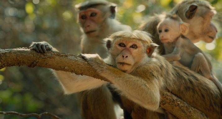 #MonkeyKingdom photo image012.jpg