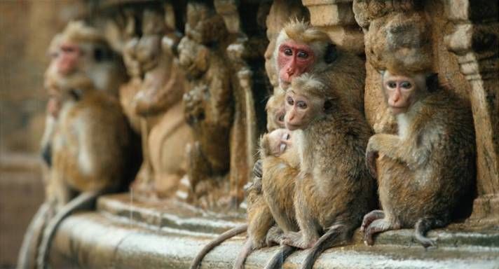 #MonkeyKingdom photo image013.jpg