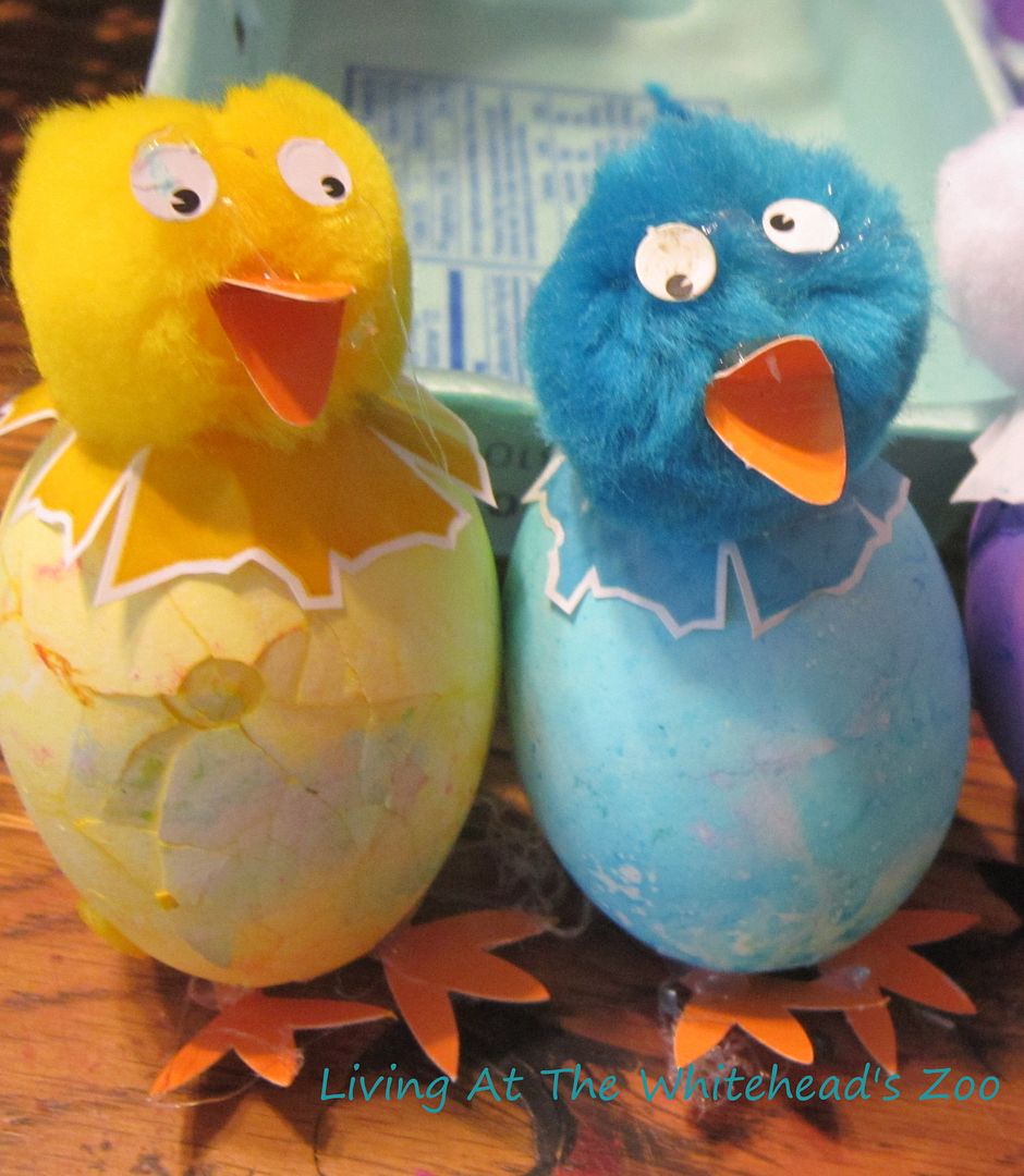 Chick Eggs photo chickeggs.jpg