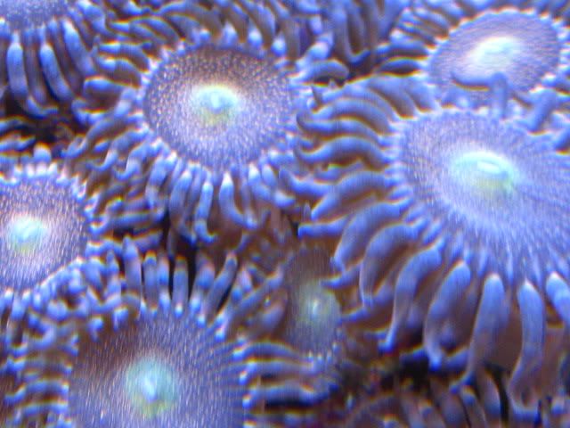 ATLOriginalMohawks - Rare Zoanthids and Palythoa Pack Collection