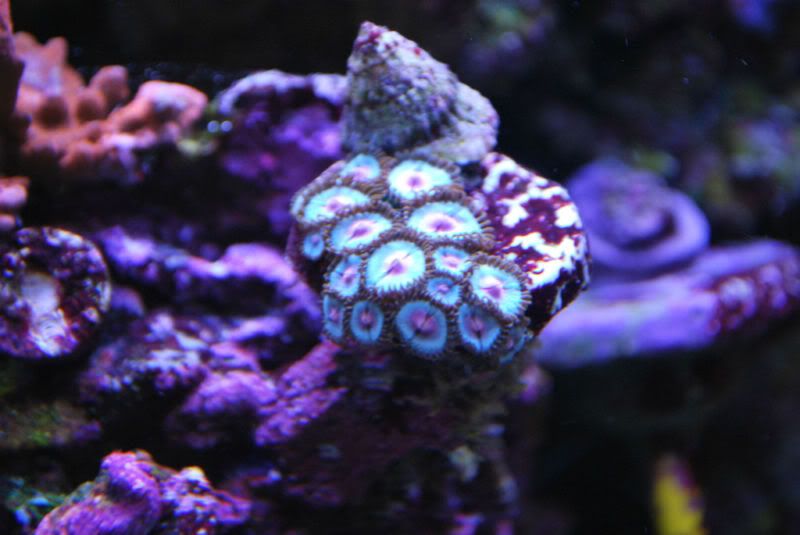 BlueKiss 1 - Rare Zoanthids and Palythoa Pack Collection