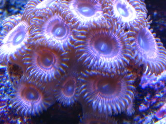 DayTripper - Rare Zoanthids and Palythoa Pack Collection
