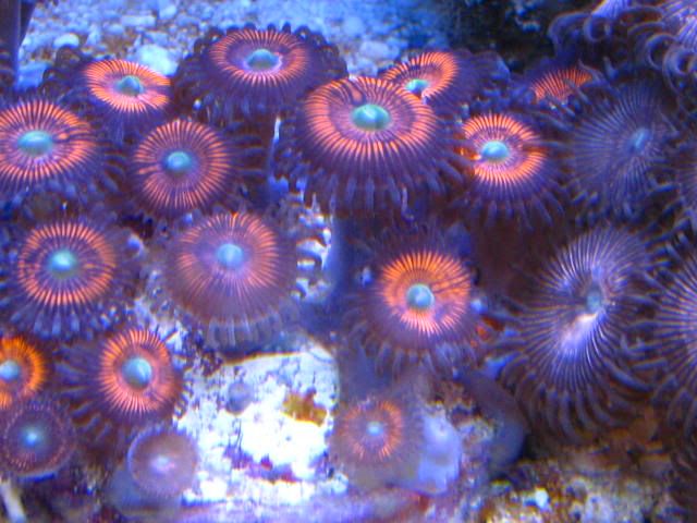 EverylastingGobbstopper - Rare Zoanthids and Palythoa Pack Collection