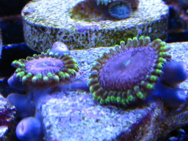 GonzoSpaceMonster 1 - Rare Zoanthids and Palythoa Pack Collection