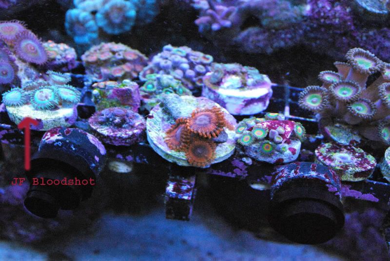 JFBloodshot - Rare Zoanthids and Palythoa Pack Collection