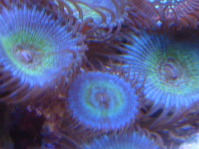 Mindblowing - Rare Zoanthids and Palythoa Pack Collection