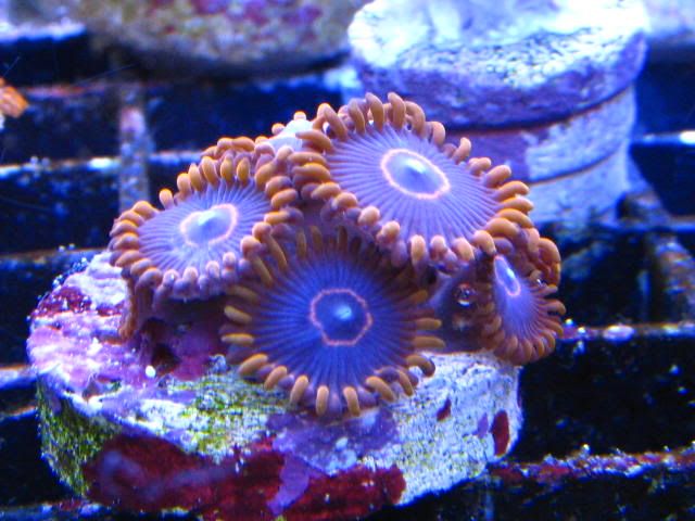 RedHornet - Rare Zoanthids and Palythoa Pack Collection