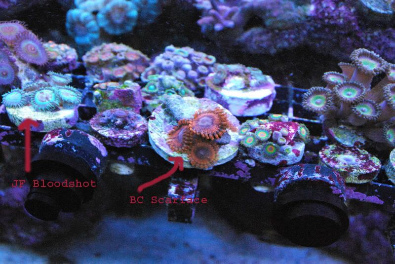 Scarface - Rare Zoanthids and Palythoa Pack Collection