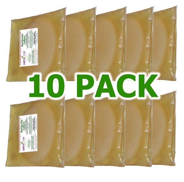 10 Pack of Kombucha SCOBYs Wholesale