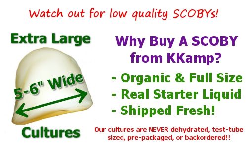 Kombucha SCOBY for sale from Kombucha Kamp is the largest, freshest and best